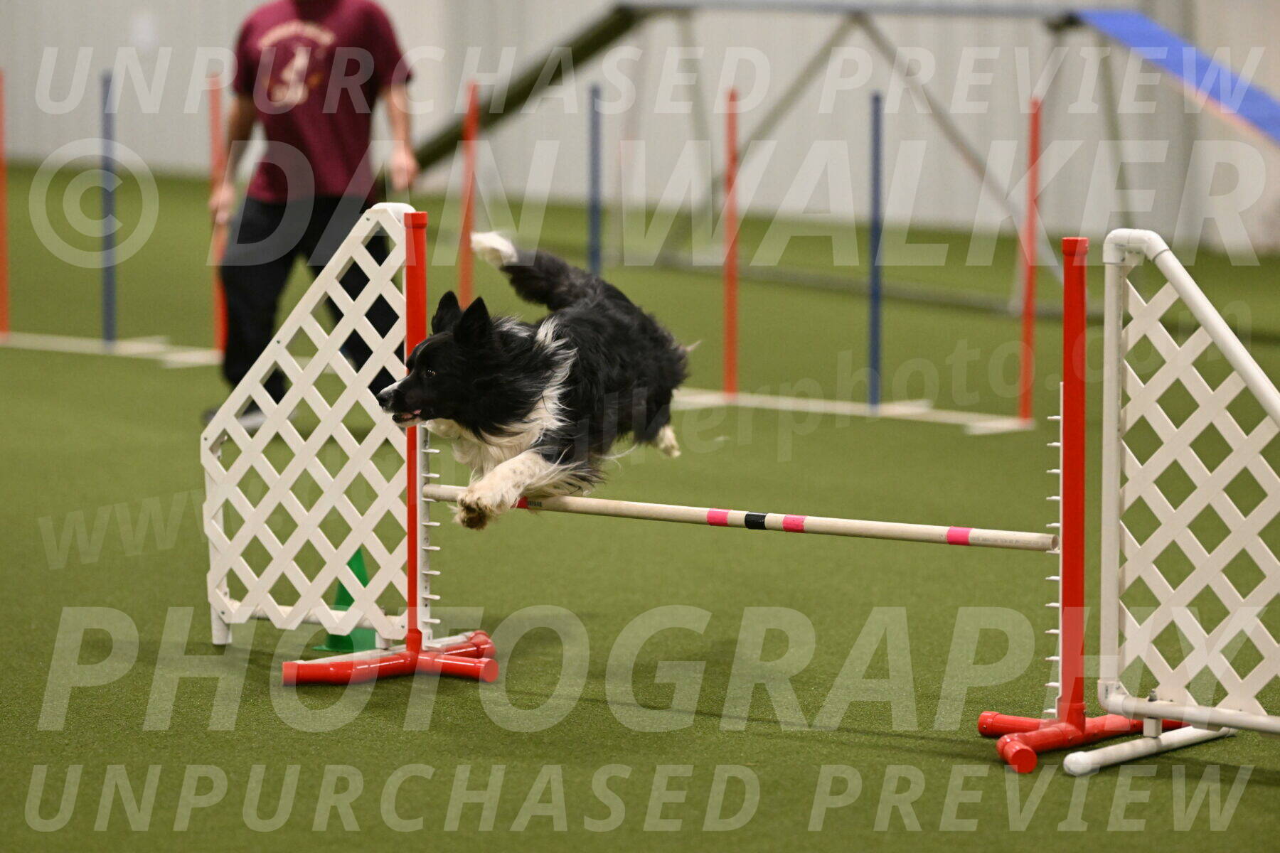 Frenzy-Robert-Rachow-10074