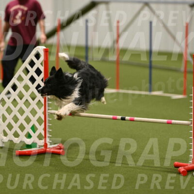 Frenzy-Robert-Rachow-10074