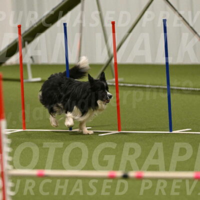 Frenzy-Robert-Rachow-10075