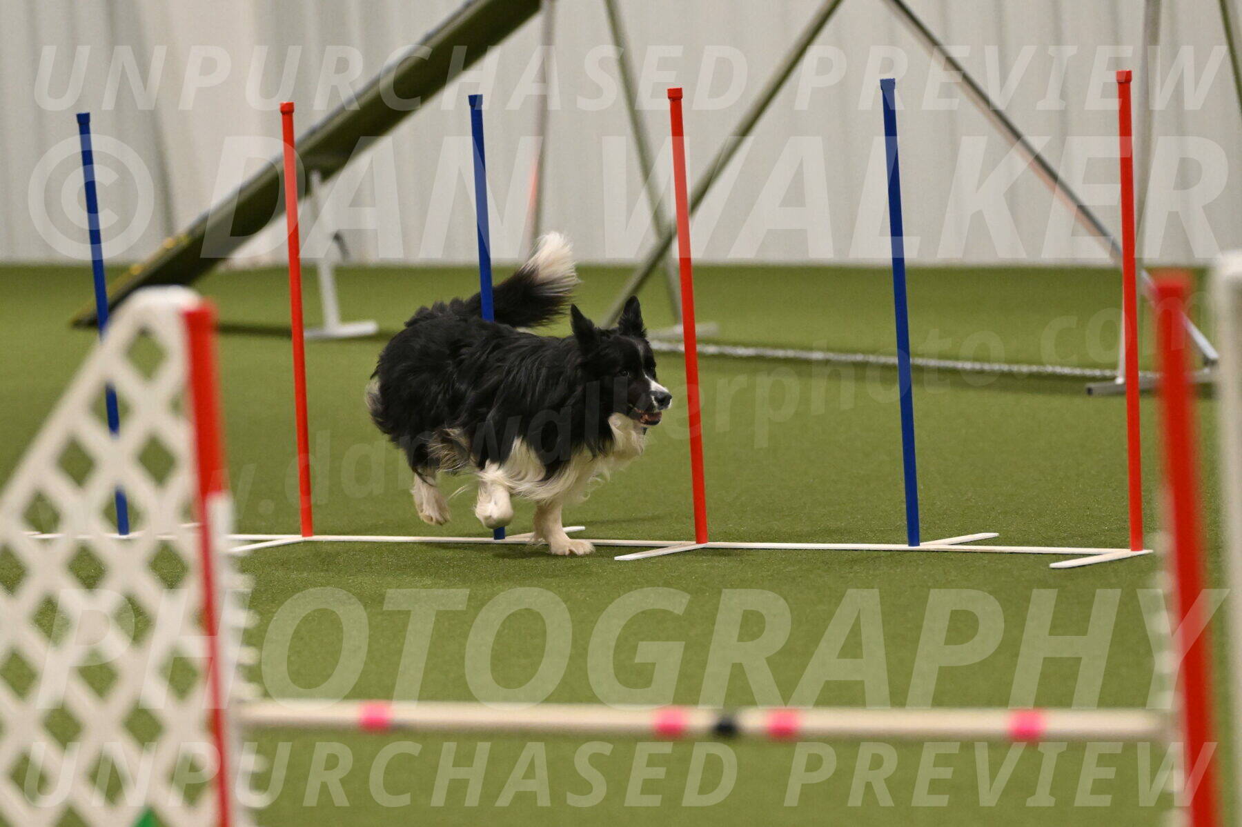 Frenzy-Robert-Rachow-10075