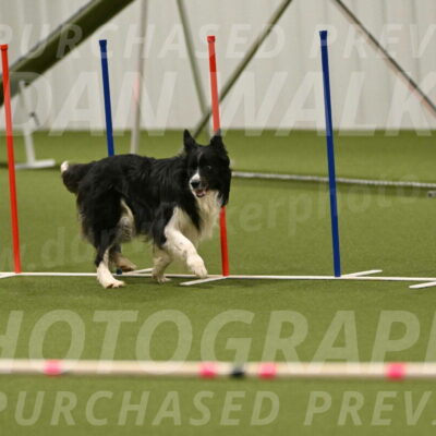 Frenzy-Robert-Rachow-10076