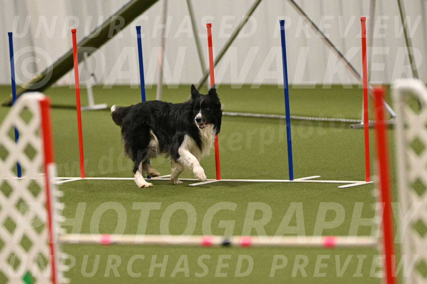 Frenzy-Robert-Rachow-10076