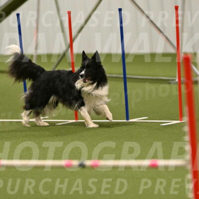 Frenzy-Robert-Rachow-10077