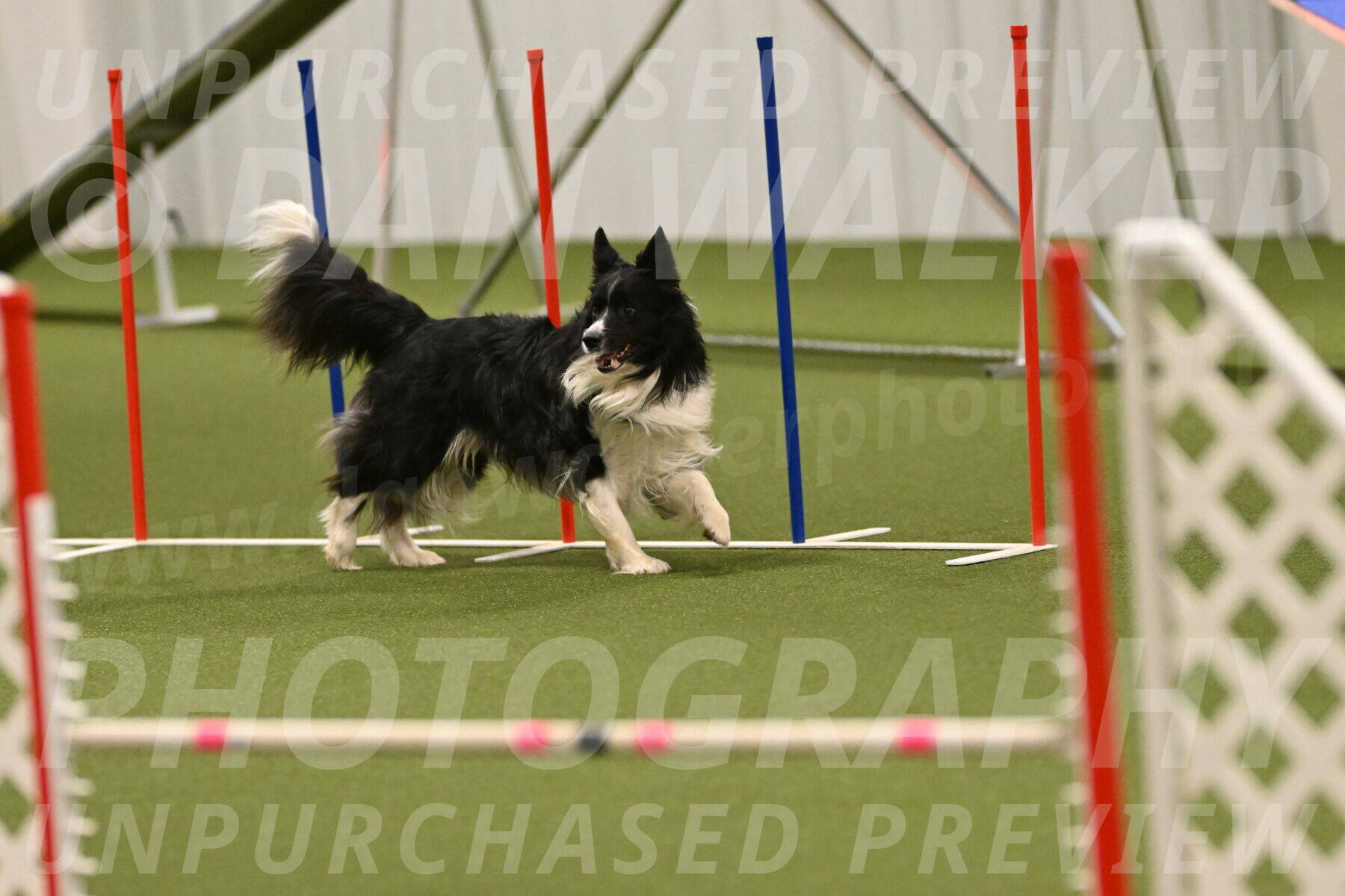 Frenzy-Robert-Rachow-10077