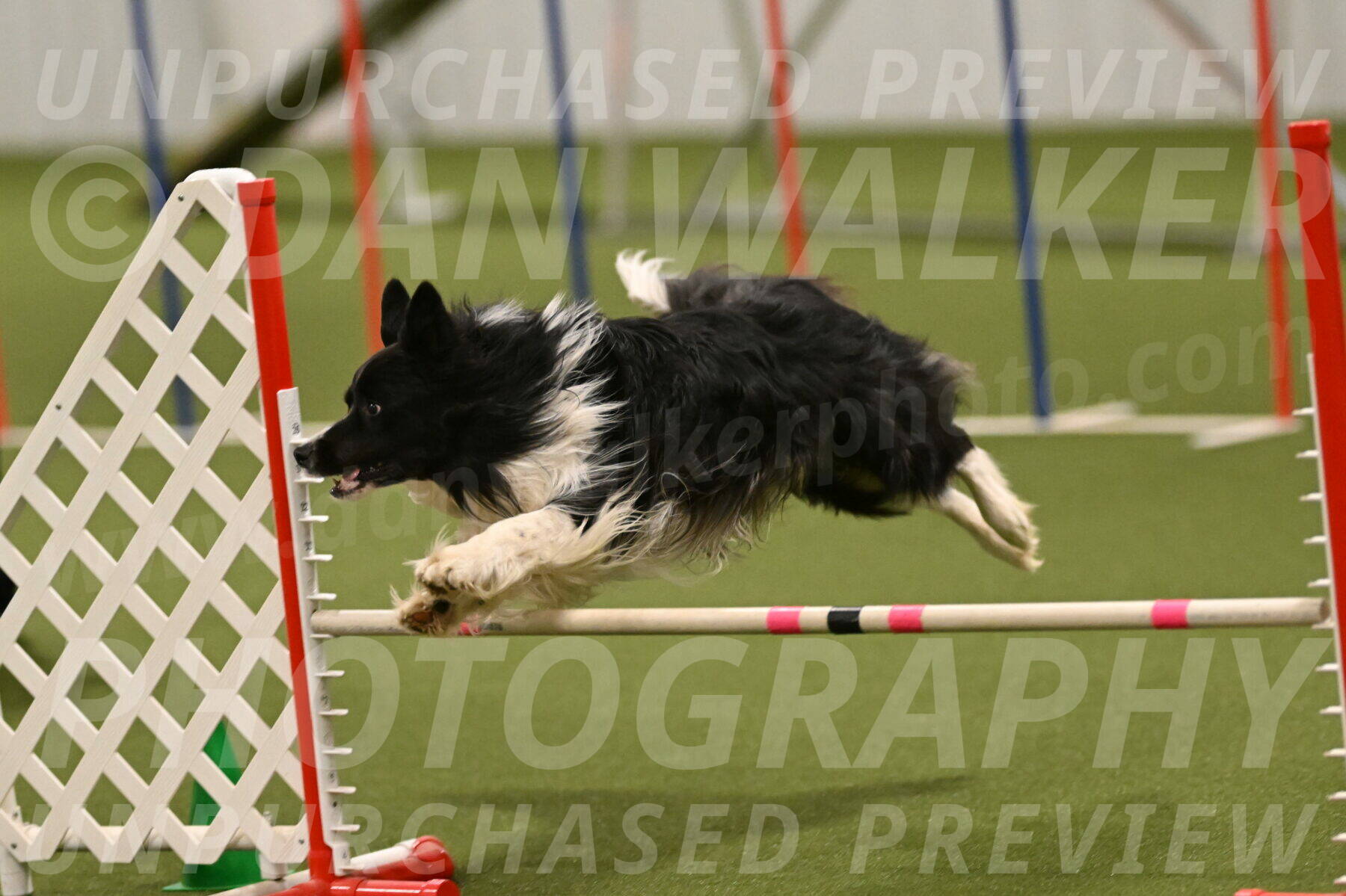 Frenzy-Robert-Rachow-10078