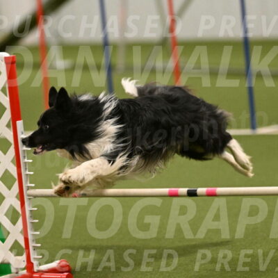 Frenzy-Robert-Rachow-10078