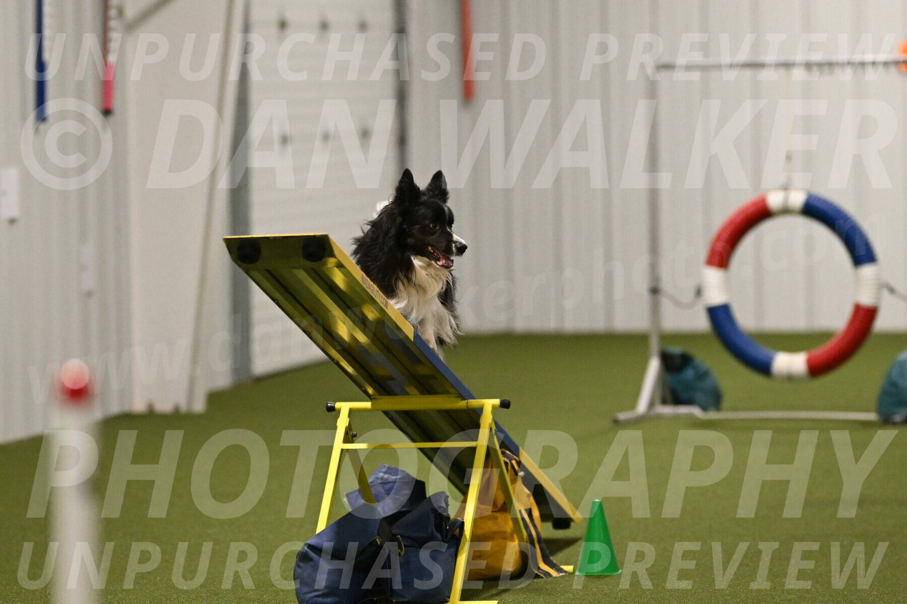 Frenzy-Robert-Rachow-10079