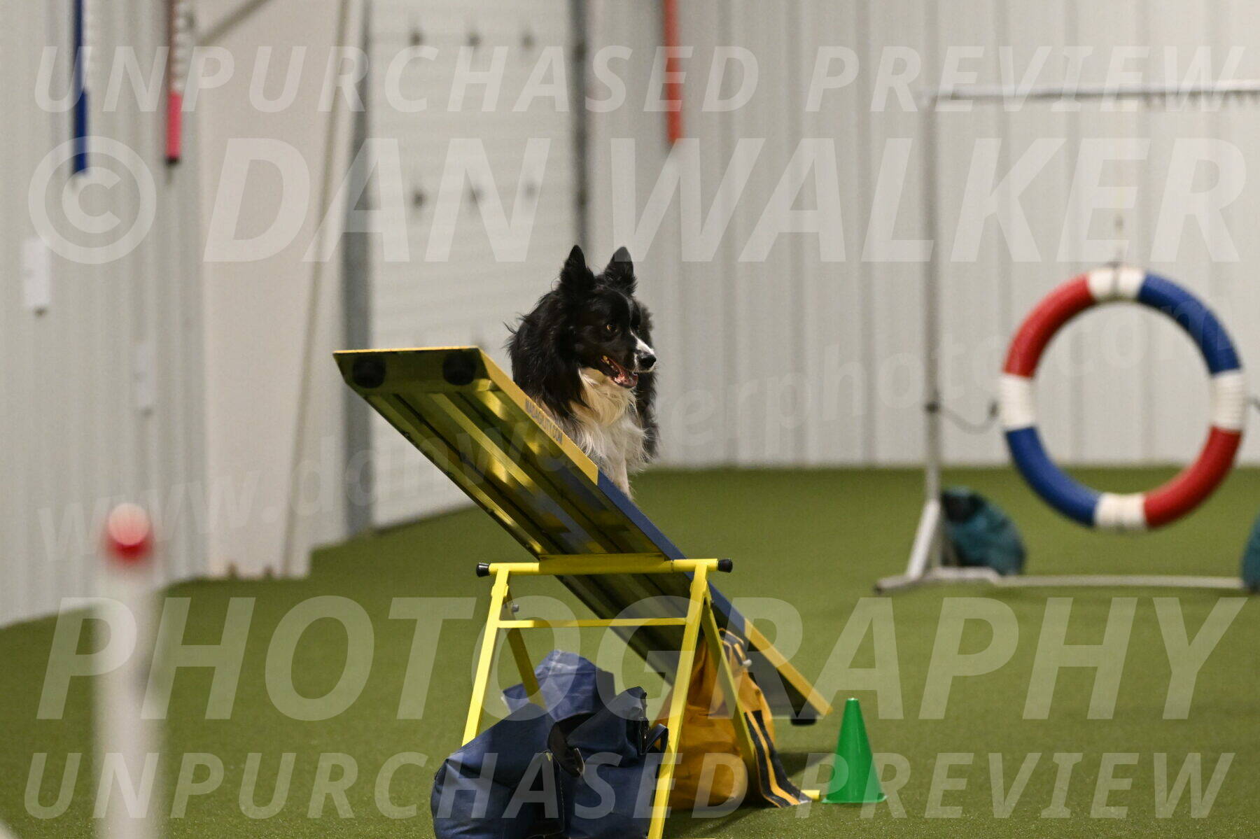 Frenzy-Robert-Rachow-10080