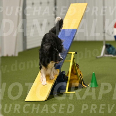 Frenzy-Robert-Rachow-10081