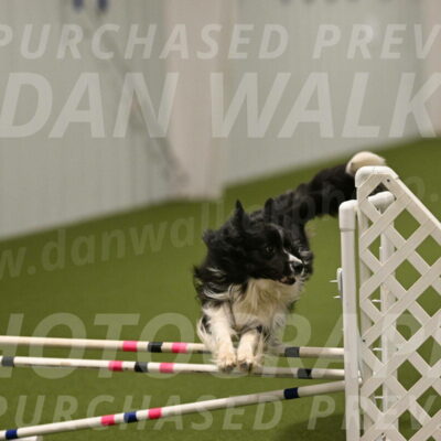 Frenzy-Robert-Rachow-10082