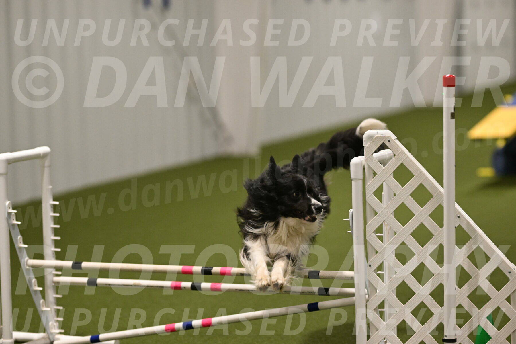 Frenzy-Robert-Rachow-10082