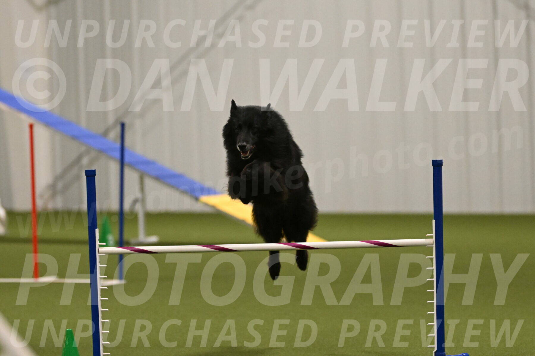 Grande-Viola-Dyer-04818