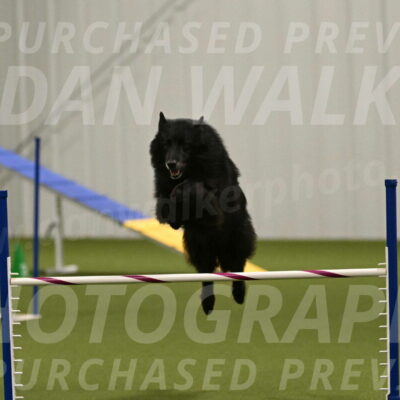 Grande-Viola-Dyer-04818