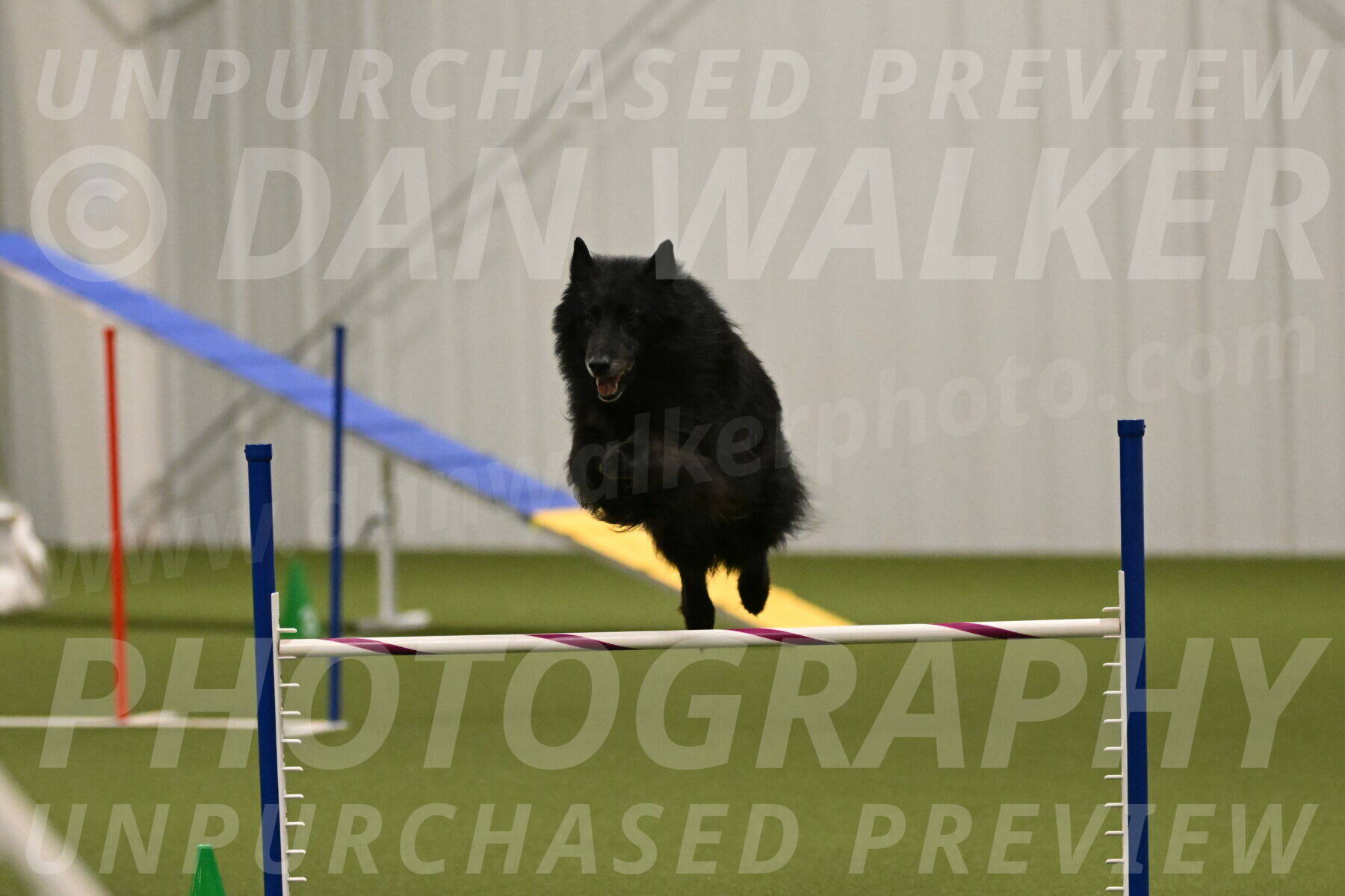 Grande-Viola-Dyer-04819