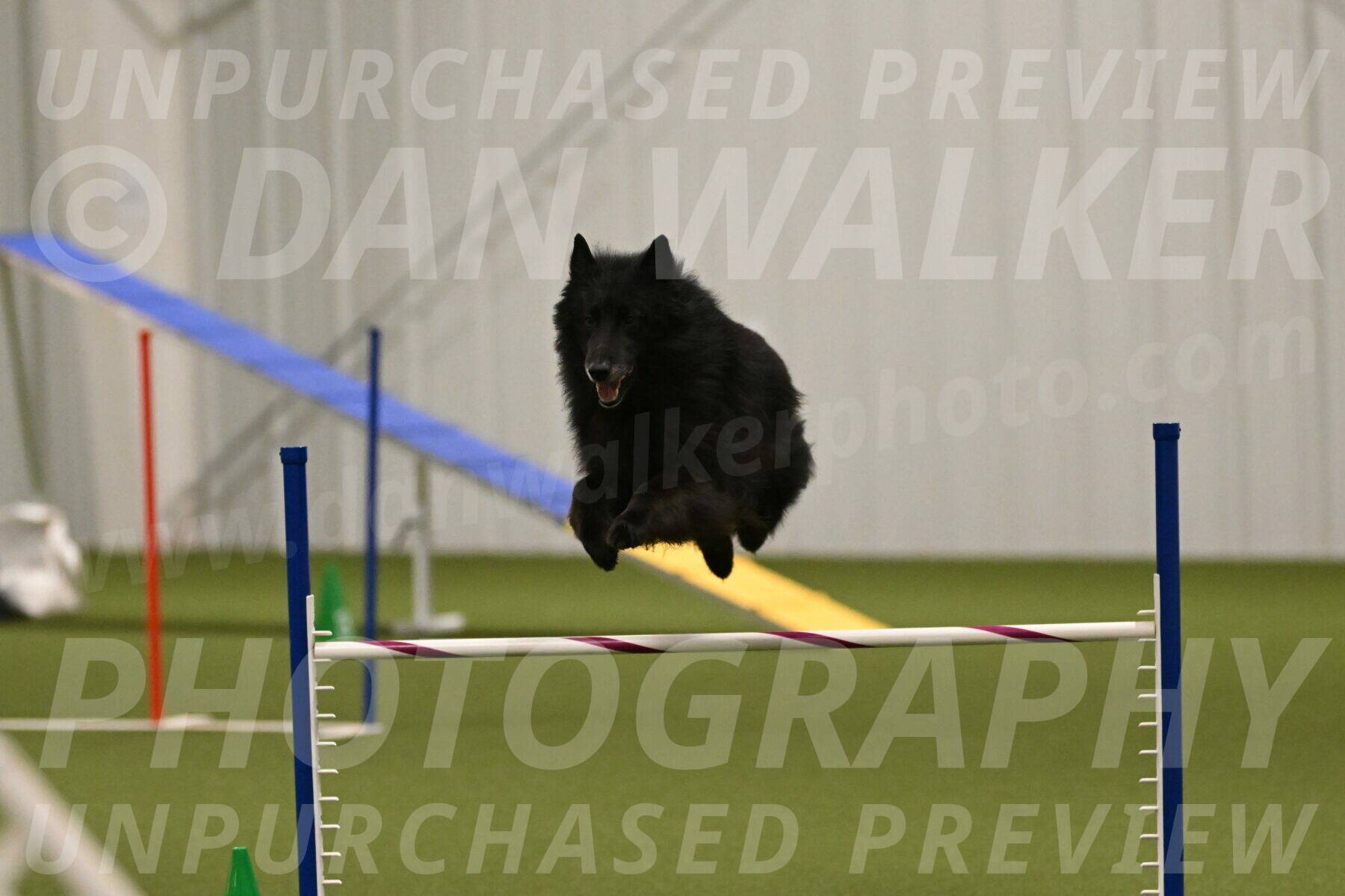 Grande-Viola-Dyer-04820