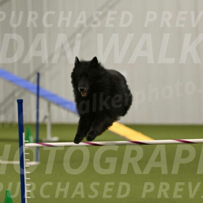 Grande-Viola-Dyer-04821