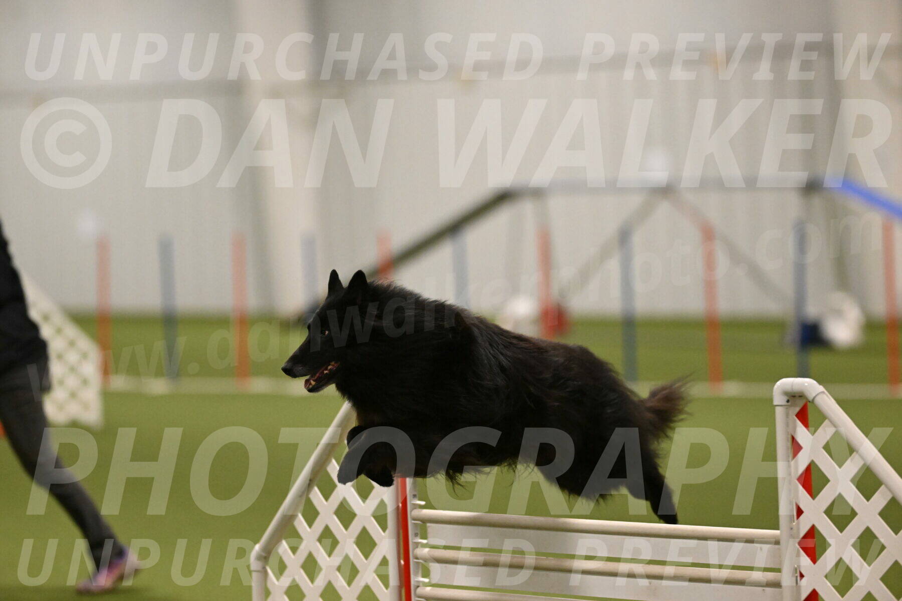 Grande-Viola-Dyer-04822