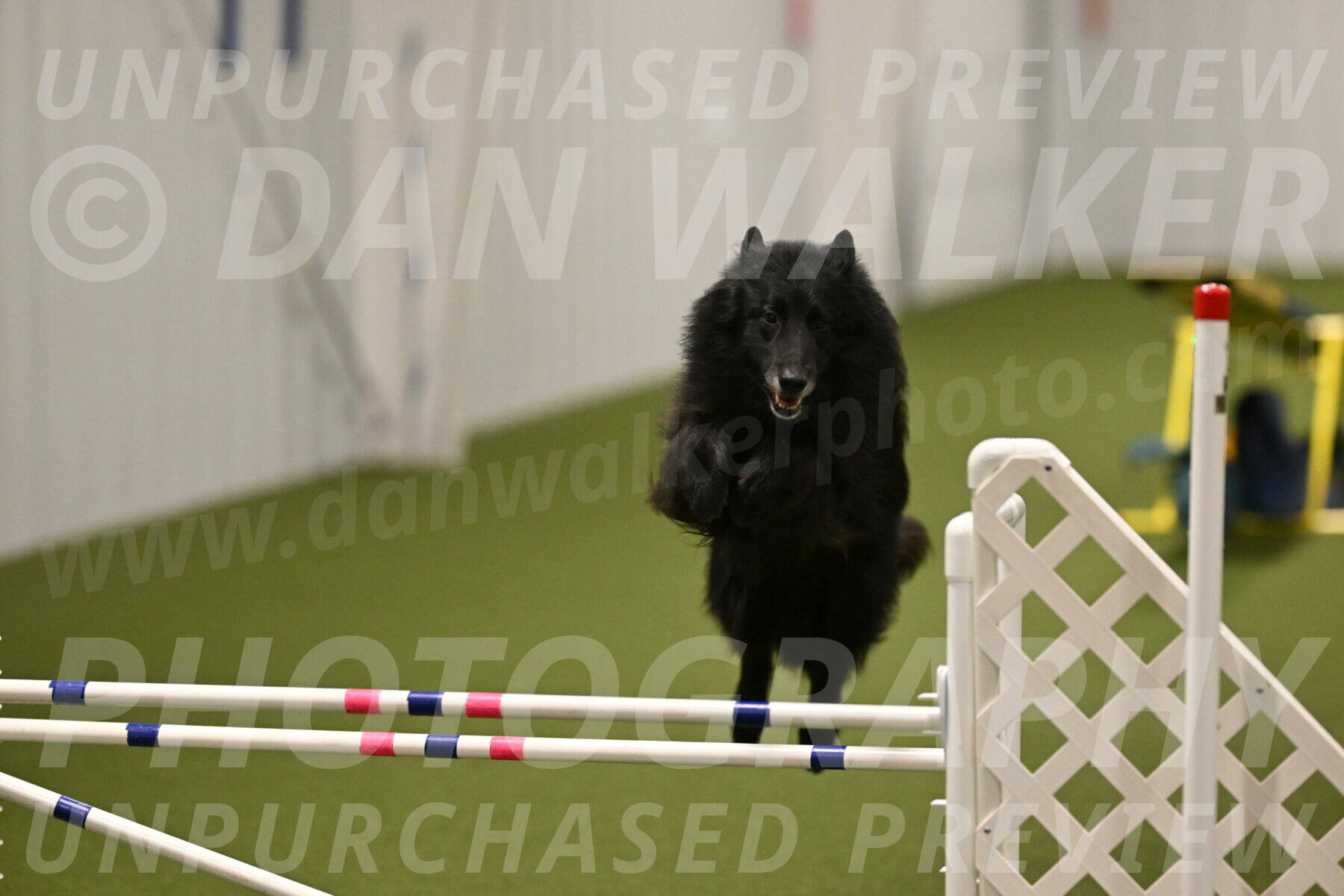 Grande-Viola-Dyer-04825