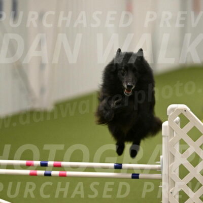 Grande-Viola-Dyer-04826