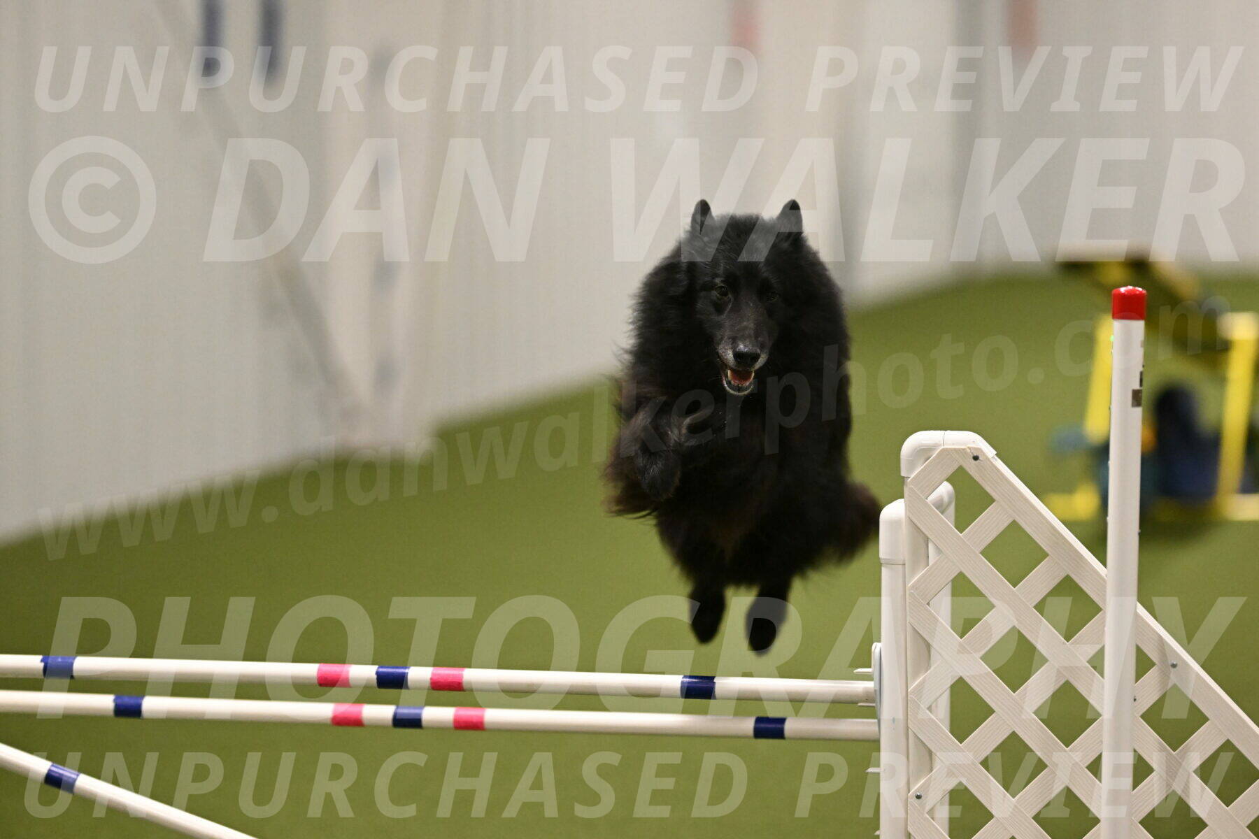 Grande-Viola-Dyer-04826