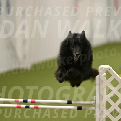 Grande-Viola-Dyer-04827