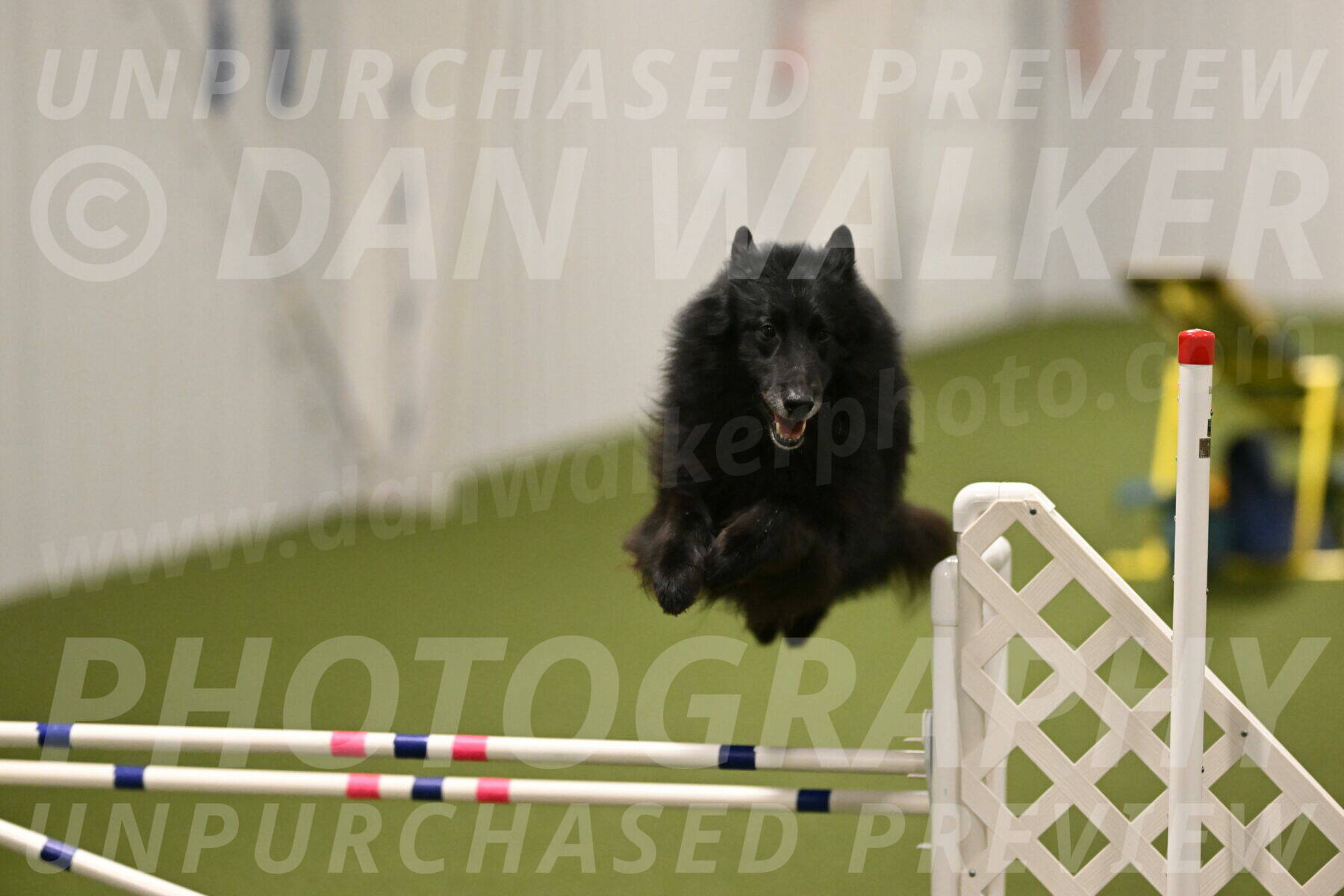 Grande-Viola-Dyer-04827