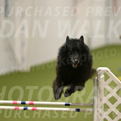 Grande-Viola-Dyer-04828