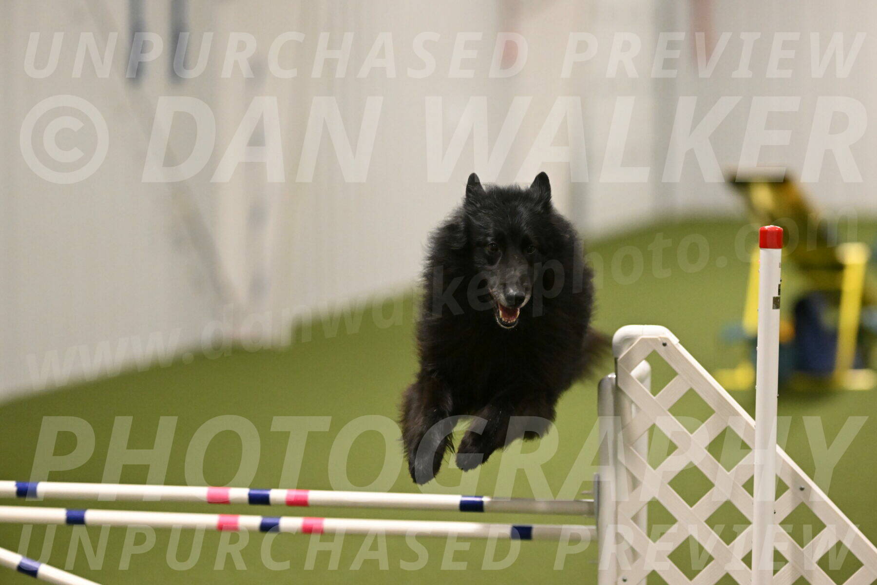 Grande-Viola-Dyer-04828