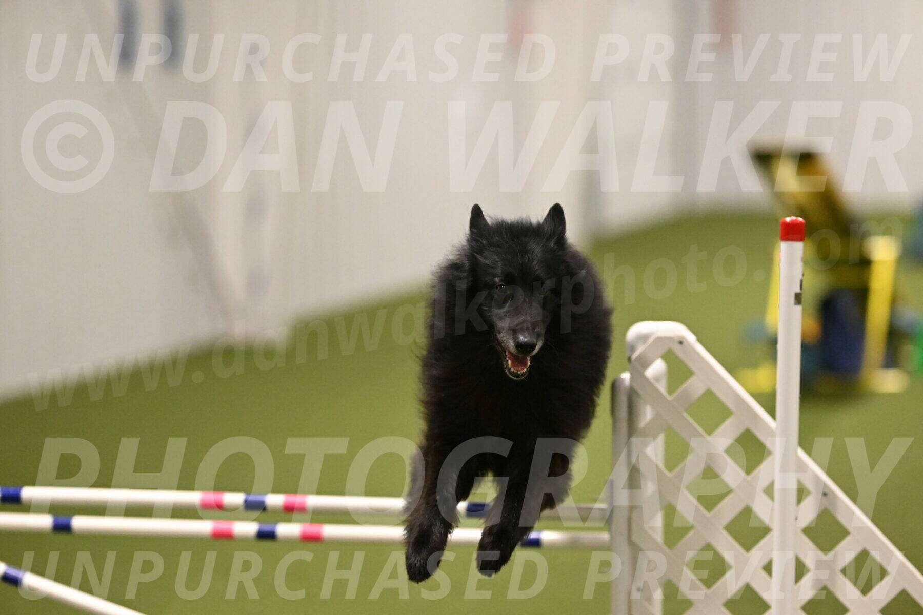 Grande-Viola-Dyer-04829