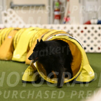 Grande-Viola-Dyer-04830