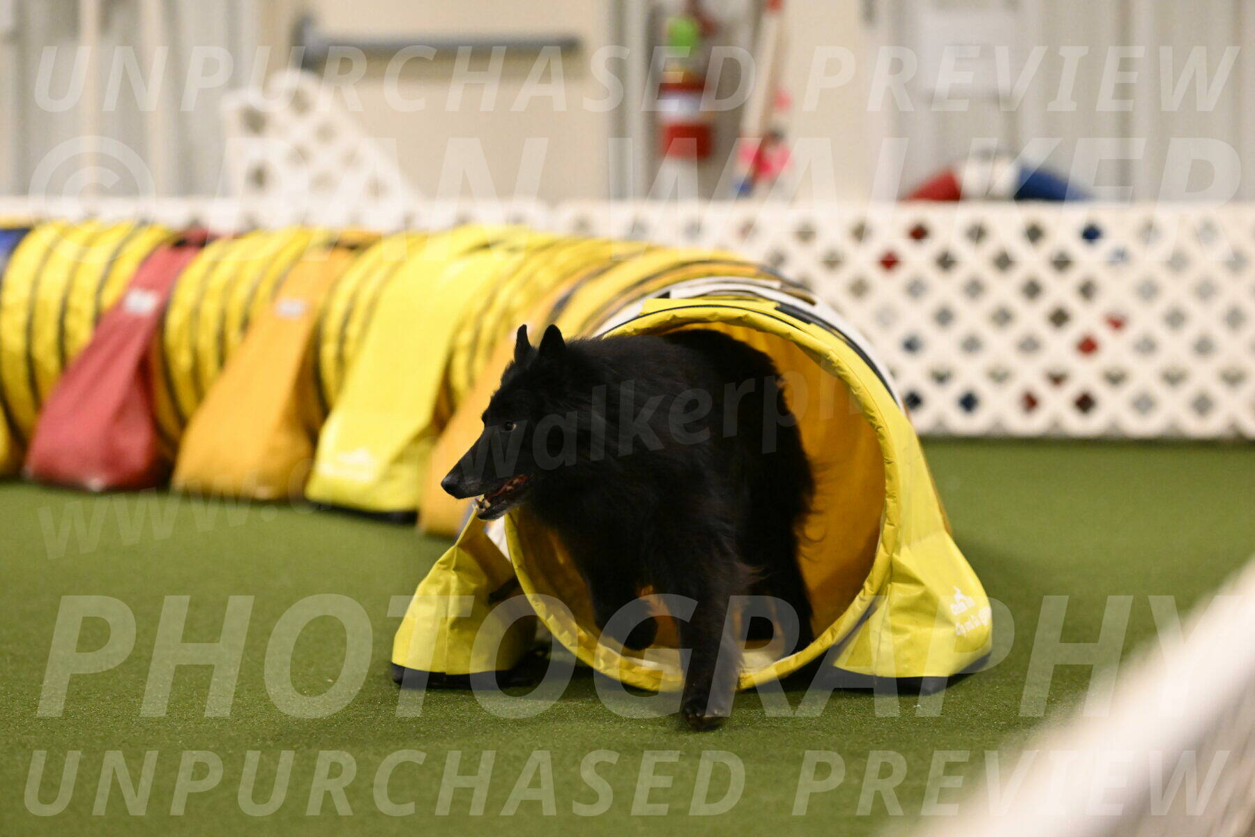 Grande-Viola-Dyer-04830