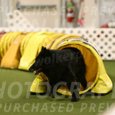 Grande-Viola-Dyer-04831