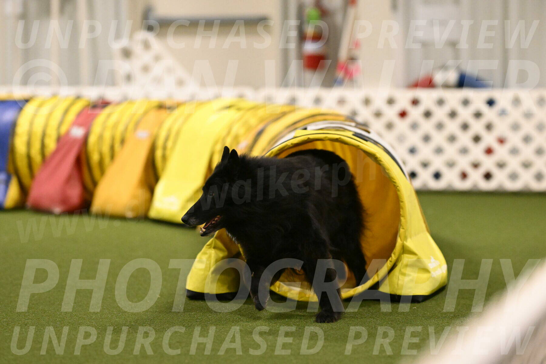 Grande-Viola-Dyer-04831