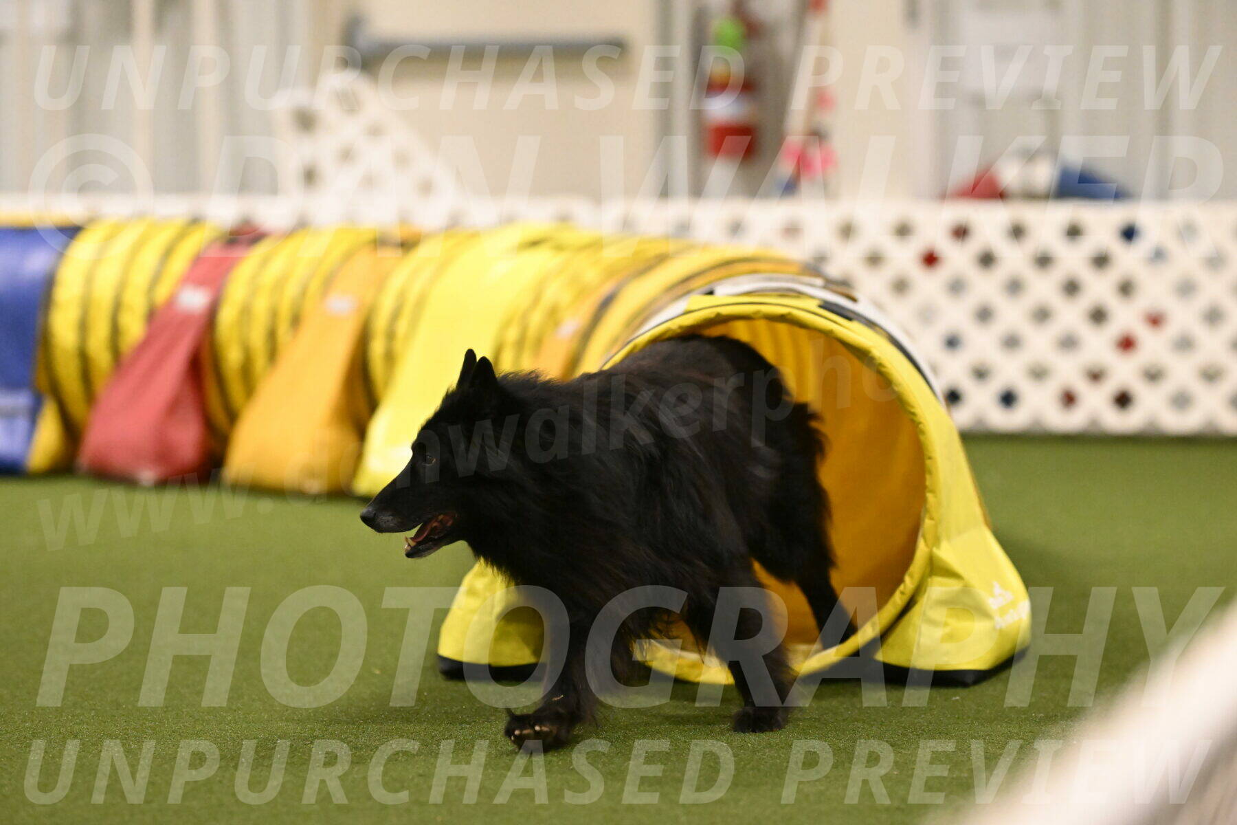 Grande-Viola-Dyer-04832