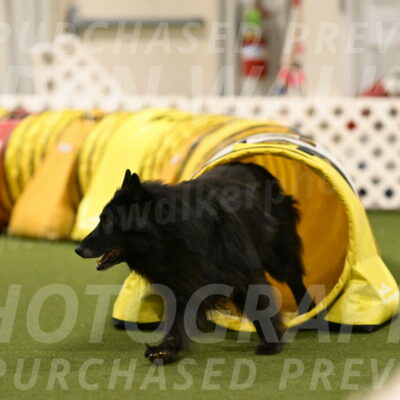 Grande-Viola-Dyer-04832