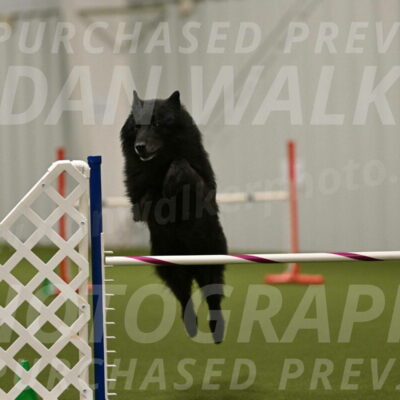 Grande-Viola-Dyer-04833