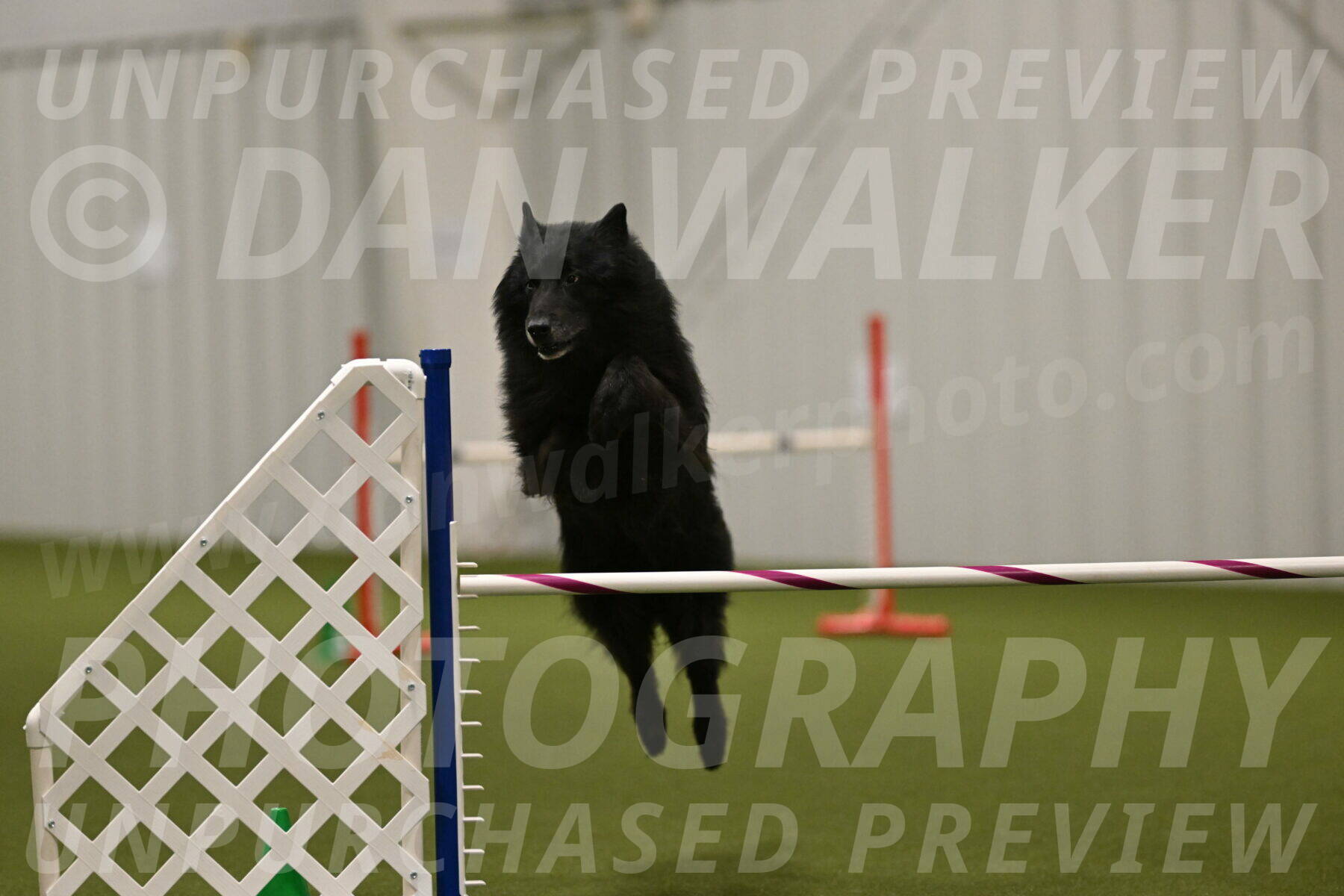 Grande-Viola-Dyer-04833