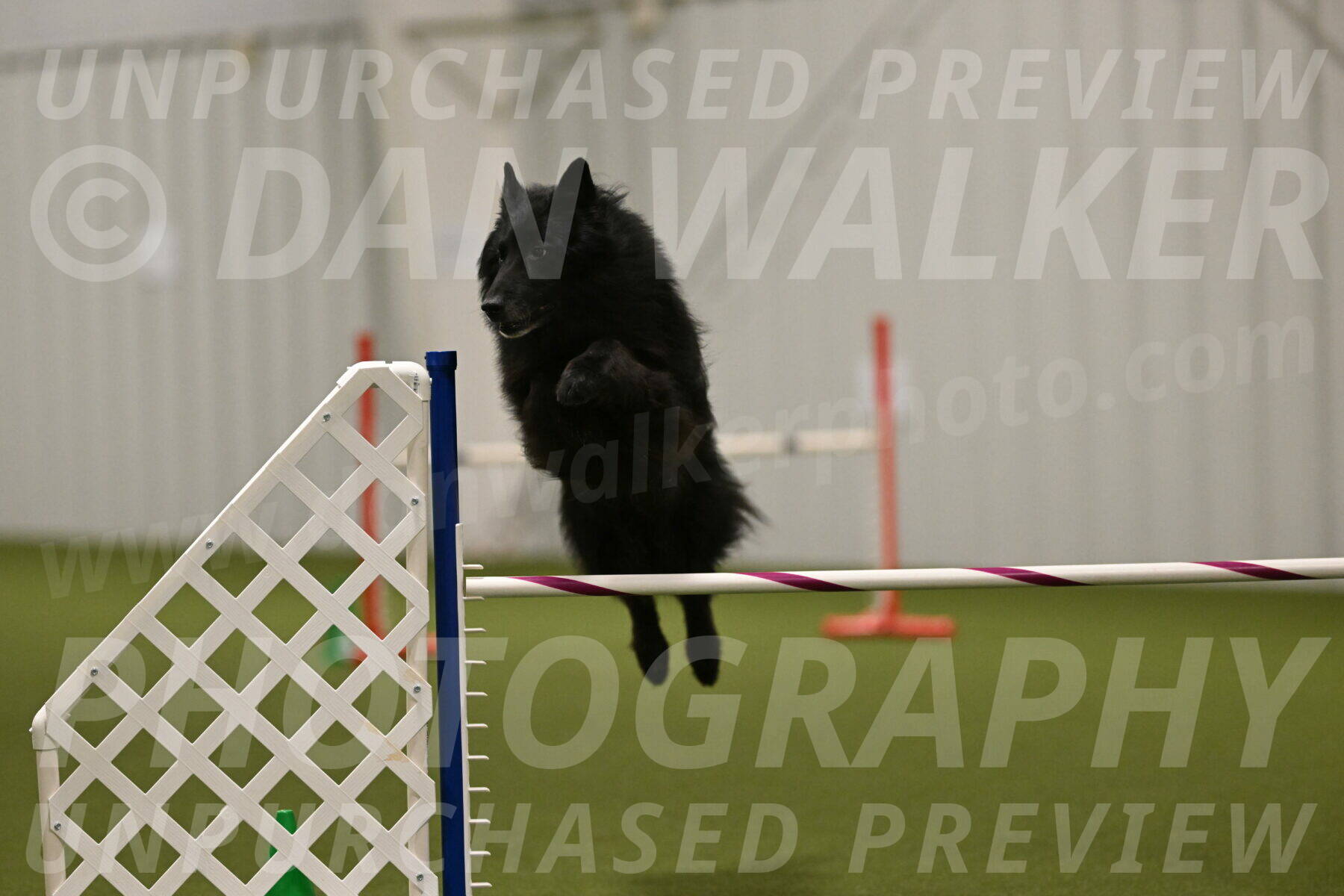 Grande-Viola-Dyer-04834