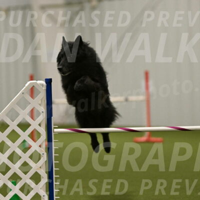 Grande-Viola-Dyer-04834