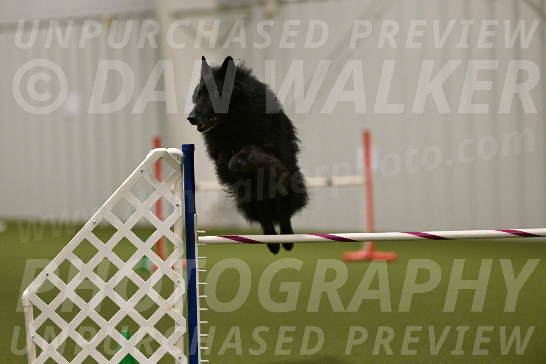 Grande-Viola-Dyer-04835