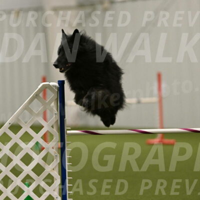 Grande-Viola-Dyer-04836