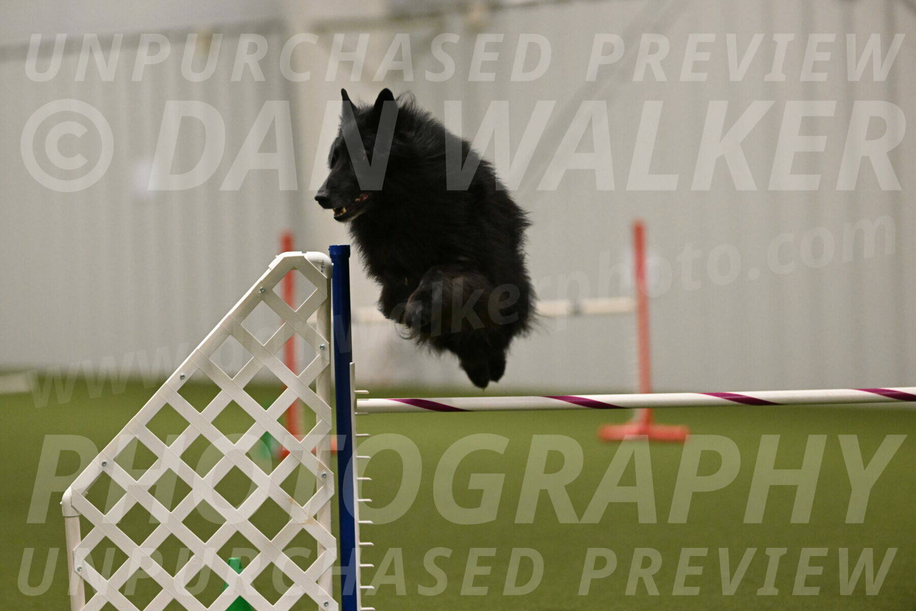 Grande-Viola-Dyer-04836