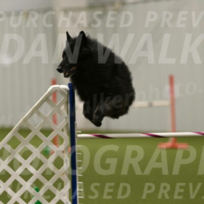 Grande-Viola-Dyer-04837