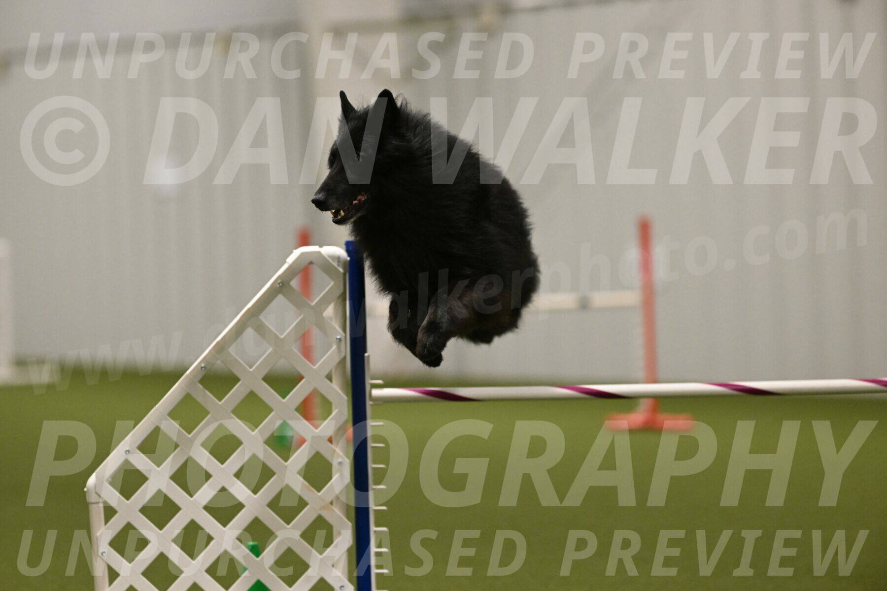 Grande-Viola-Dyer-04837