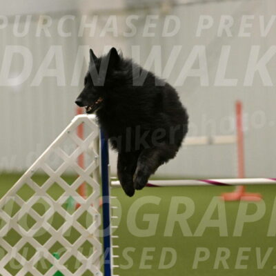 Grande-Viola-Dyer-04838