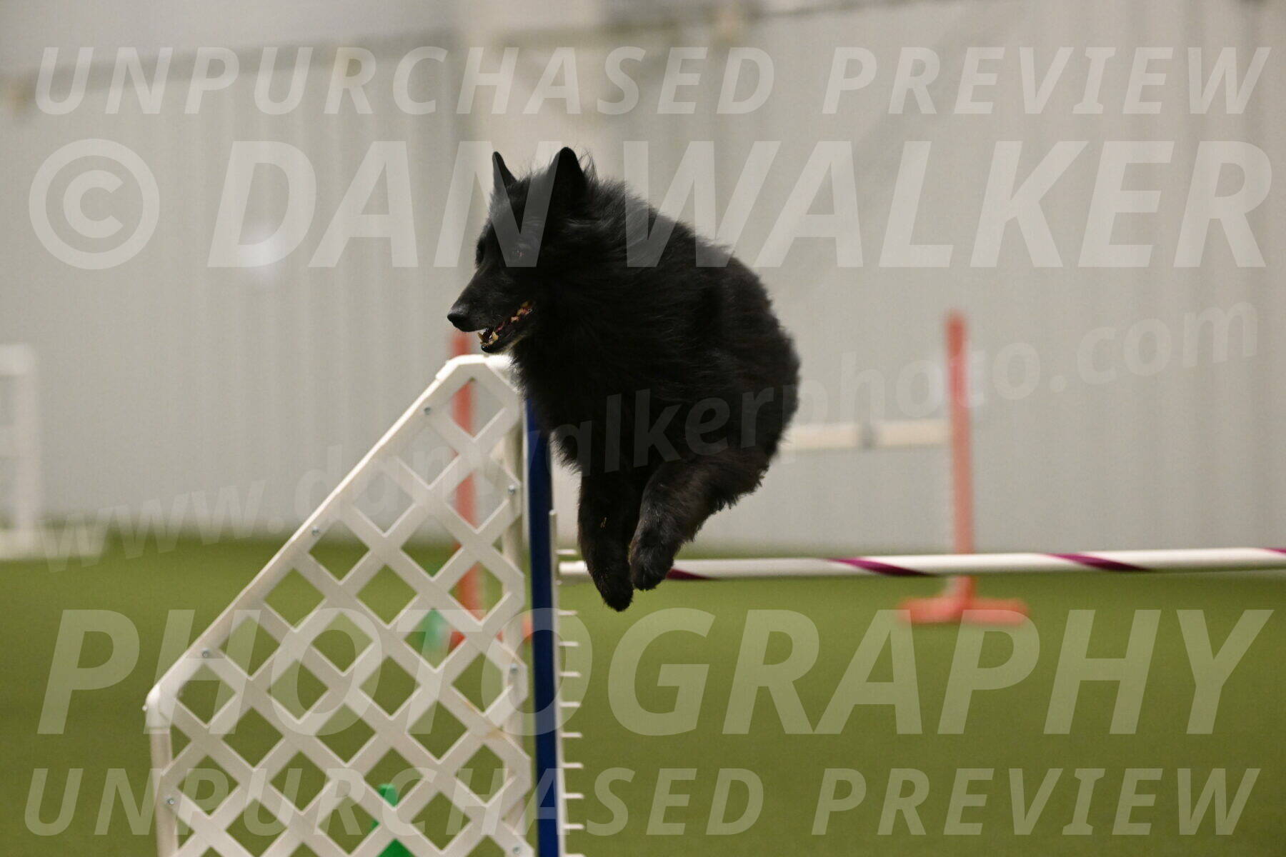 Grande-Viola-Dyer-04838