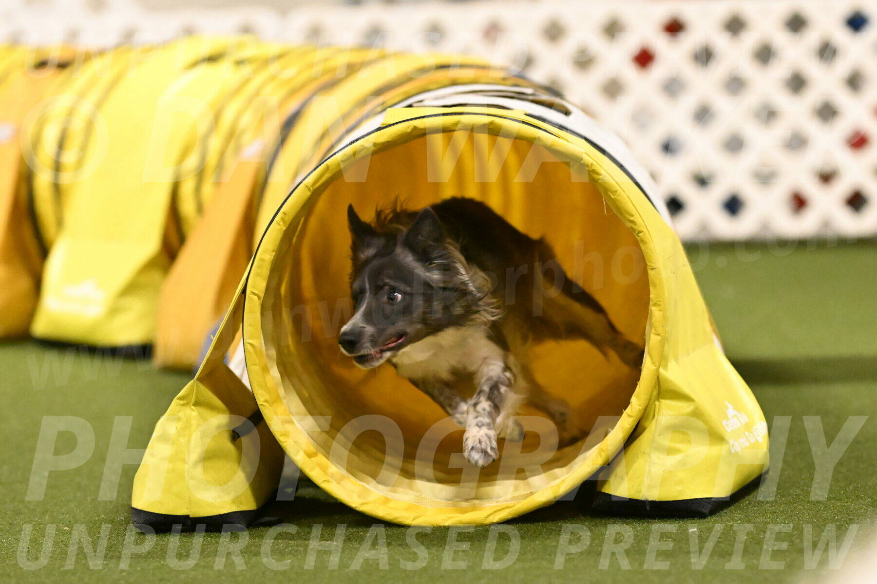 Grindylow-Robert-Rachow-03098