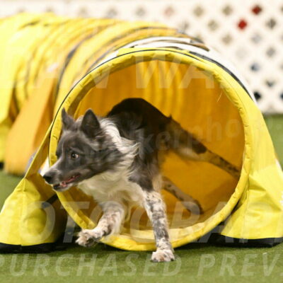 Grindylow-Robert-Rachow-03099