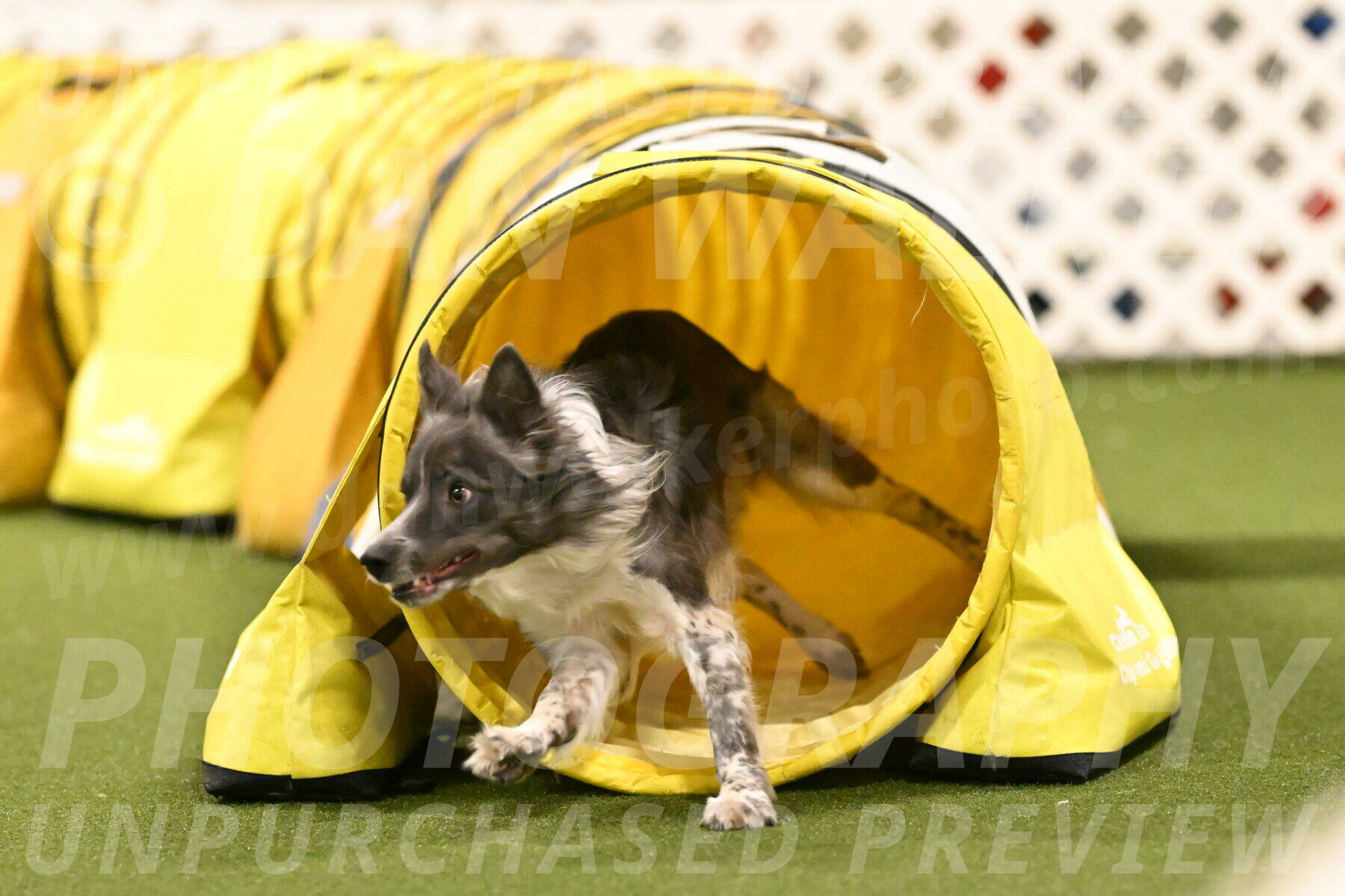 Grindylow-Robert-Rachow-03099