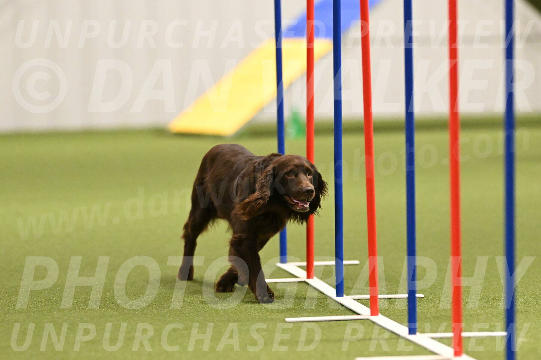 Gus-Jessica-Kotuba-09850